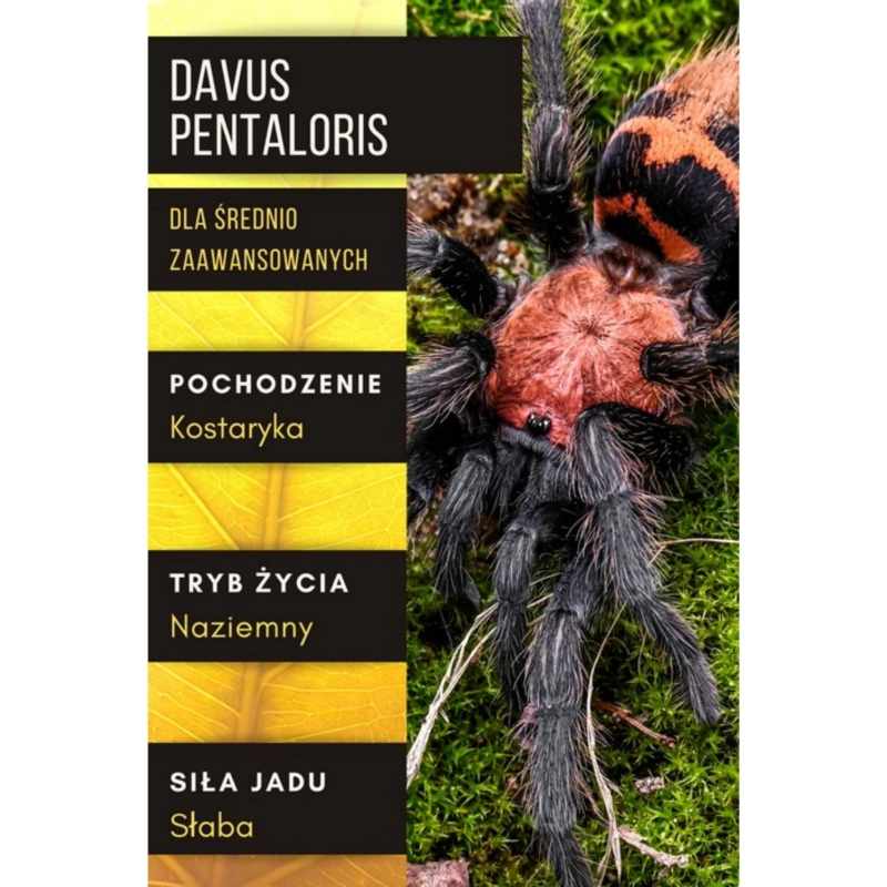 DAVUS-PENTALORIS-pajak-dla-sredniozaawansowanych