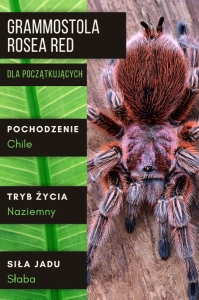 PAJĄK PTASZNIK GRAMMOSTOLA ROSEA RED L4