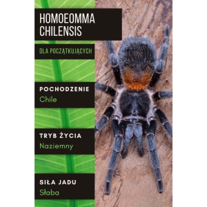 PAJĄK PTASZNIK HOMOEOMMA CHILENSIS L2