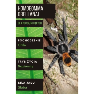 PAJĄK PTASZNIK HOMOEOMMA ORELLANAI L3