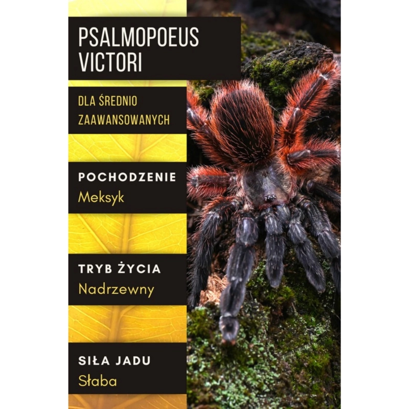 Psalmopoeus-victori-pajak-dla-sredniozaawansowanych