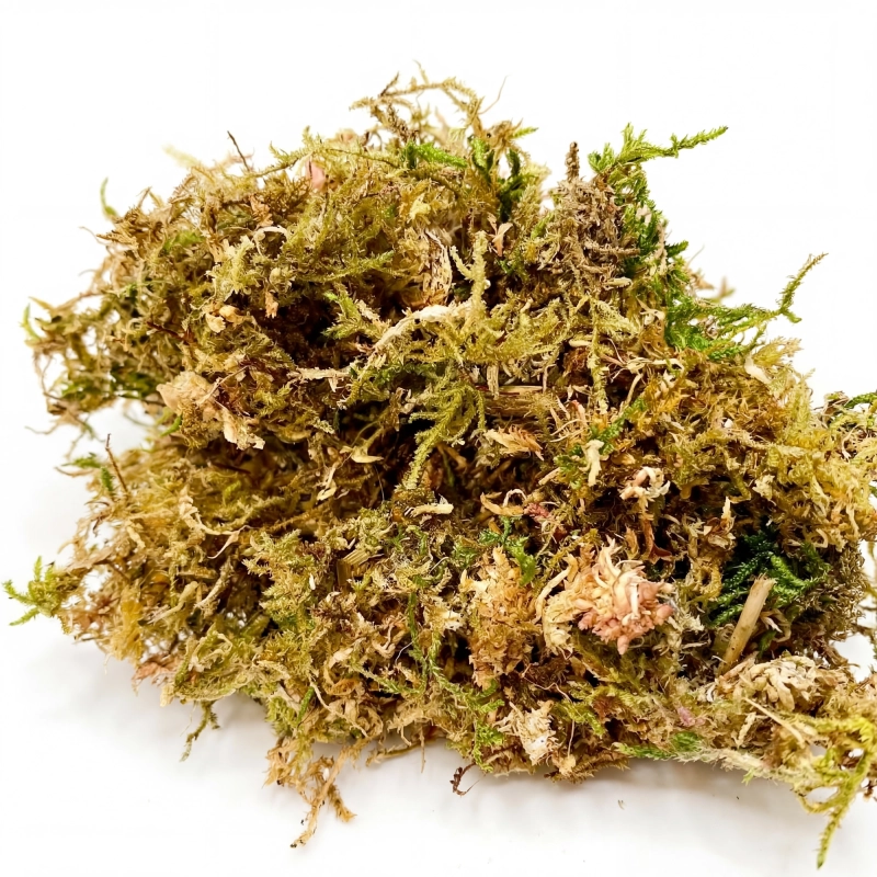 przybliżenie na mieszankę mchów MOSS MIX Bioterr