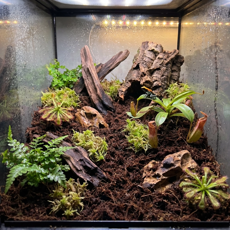 torf kwaśny w terrarium z roślinami owadożernymi i drzewołazem