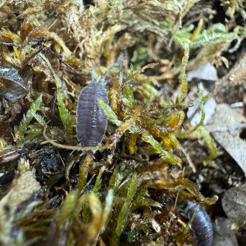 isopod powder blue.webp