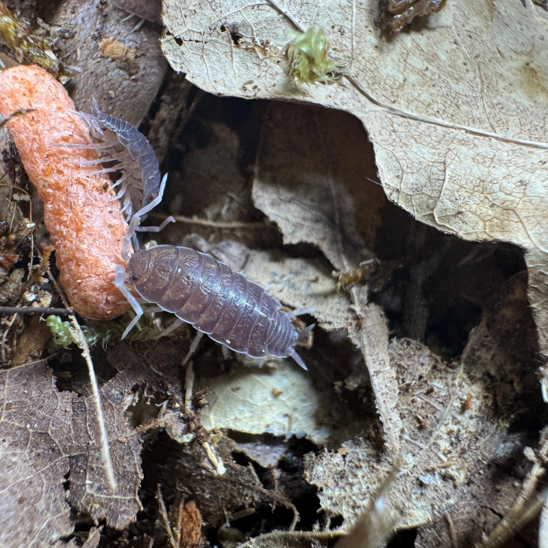 pruinosus blu.webp