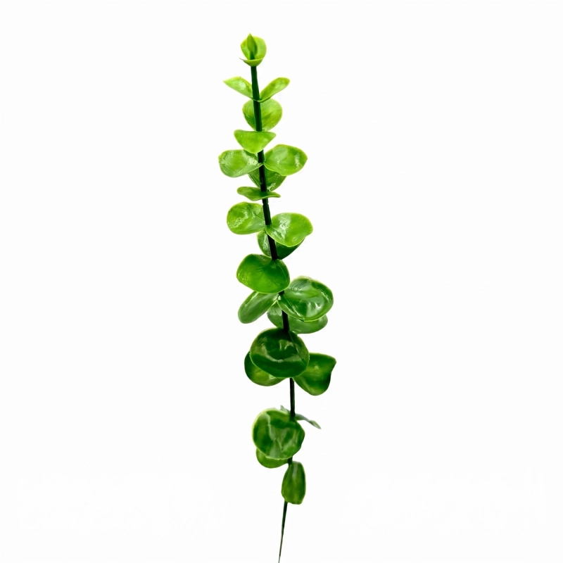 eukaliptus do terrarium.webp