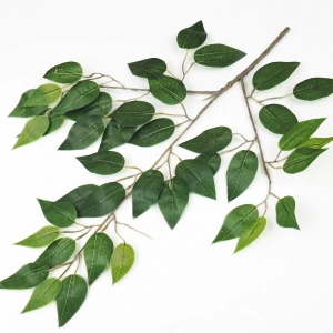 Gałązka fikusa - BioPlant Ficus