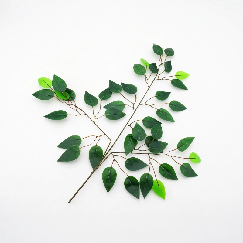 fikus do terrarium.webp