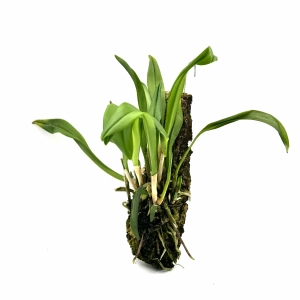 Dracula carlueri - storczyk botaniczny kolekcjonerski do terrarium paludarium orchidarium