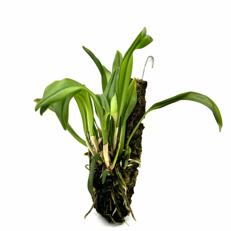 orchidea dracula