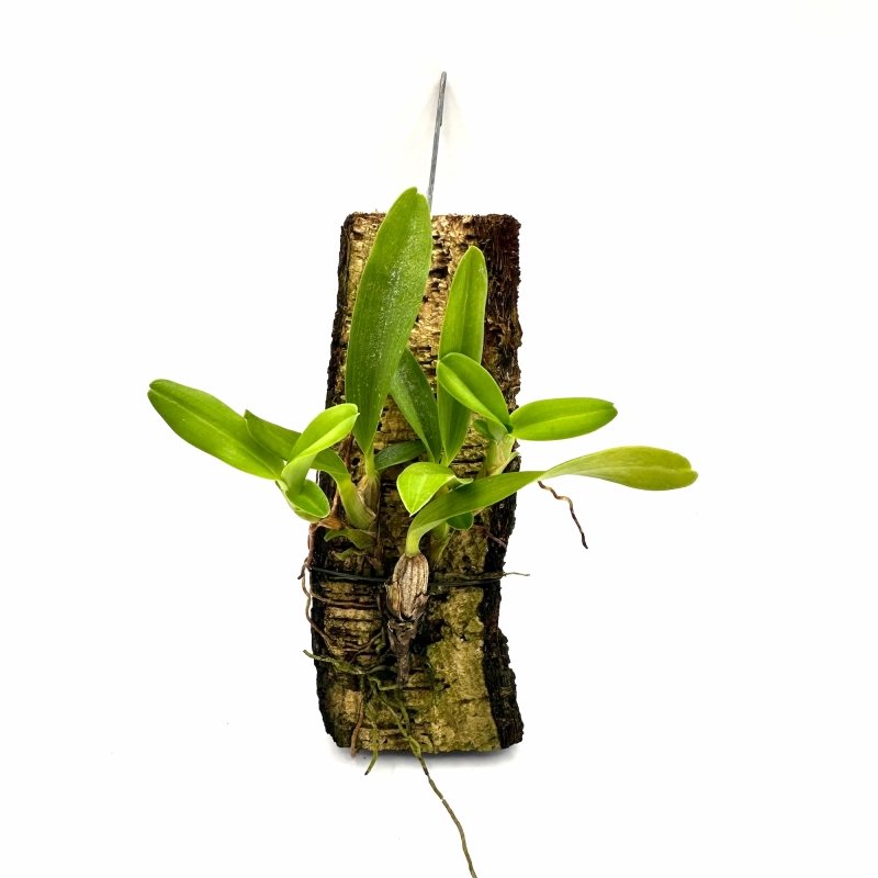 Storczyk do terrarium.webp