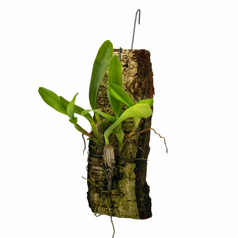 Storczyk maxillaria.webp