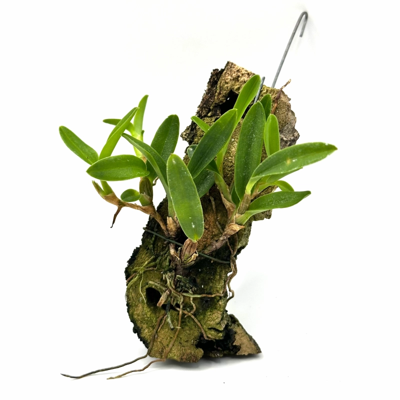 Storczyk do paludarium.webp