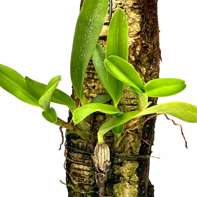 Maxillaria storczyk do terrarium.webp