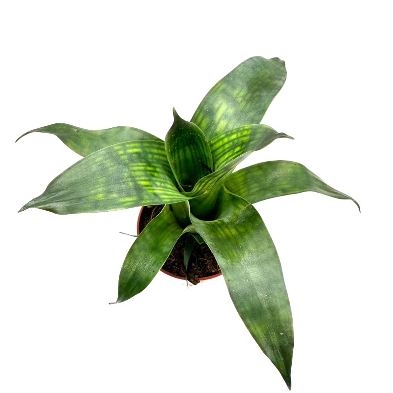 Frizea olbrzymia.webp
