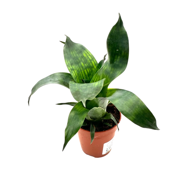 Vriesea do terrarium.webp