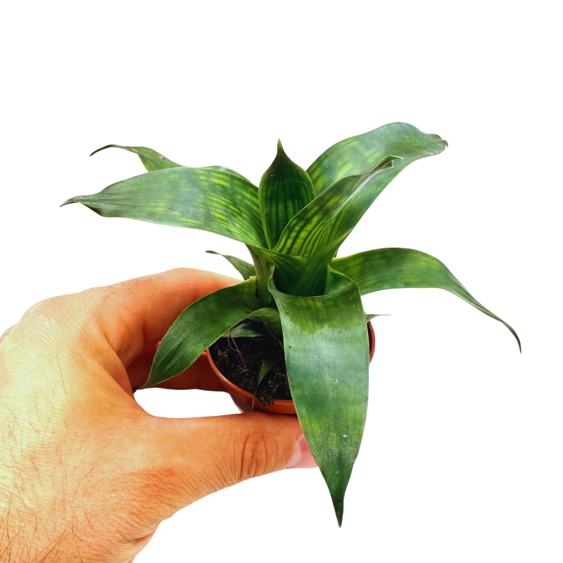 Vriesea olbrzymia młoda.webp