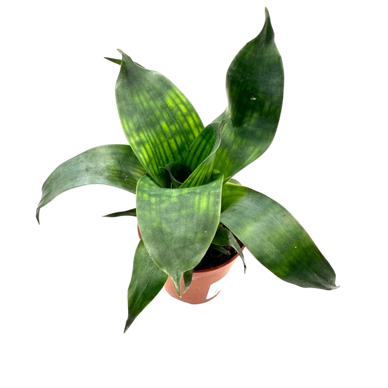 Vriesea olbrzymia.webp