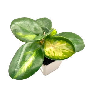 Hoya carnosa 'Tricolor' - Żywa Roślina do Terrarium