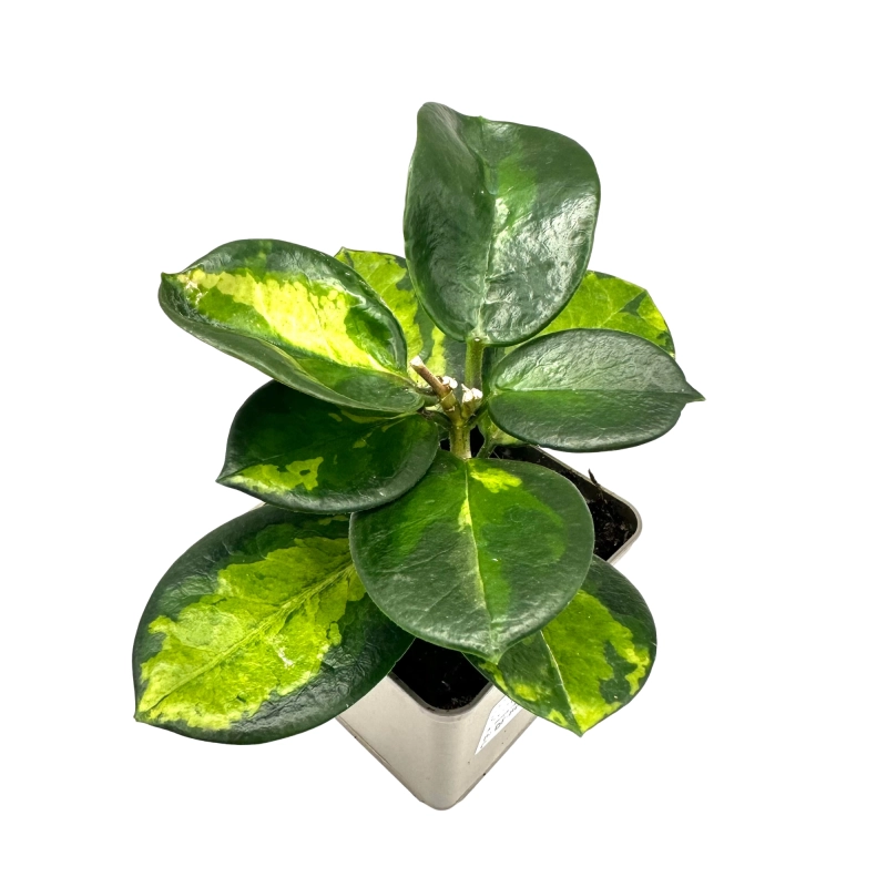 Hoya roślina do terrarium.webp
