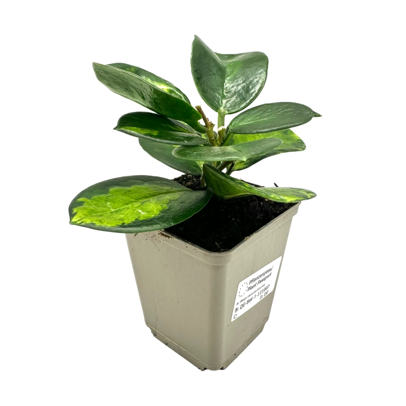 Hoya.webp