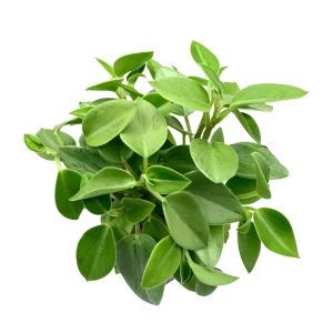 Peperomia 'Pixie lime' - Żywa Roślina do Terrarium