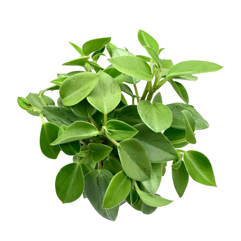 Peperomia do terrarium.webp