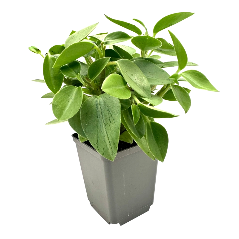 Peperomia limonkowa.webp