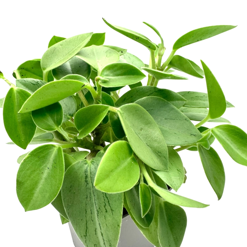 Peperomia 'Pixie Lime'.webp
