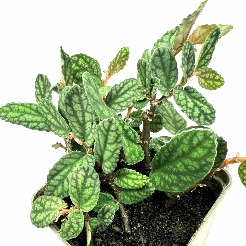 Pellionia do paludarium.webp