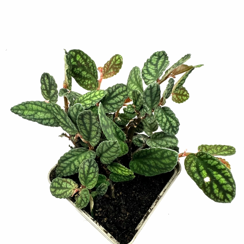 Roślinka do terrarium.webp