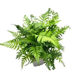 Athyrium filix-femina Wietlica samicza - Żywa Roślina do Terrarium