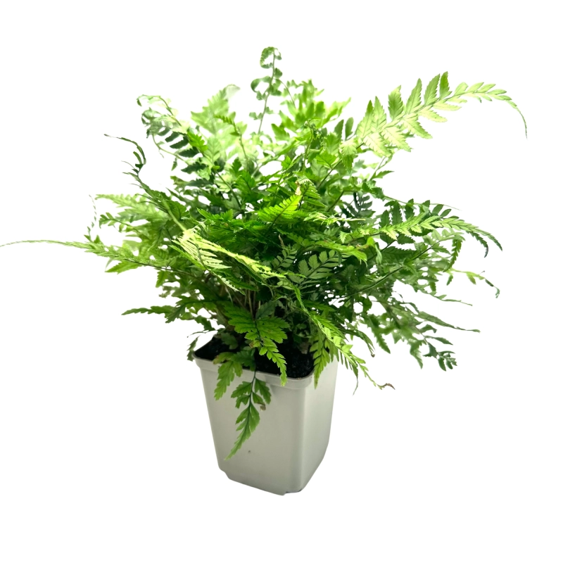 Athyrium filix.webp