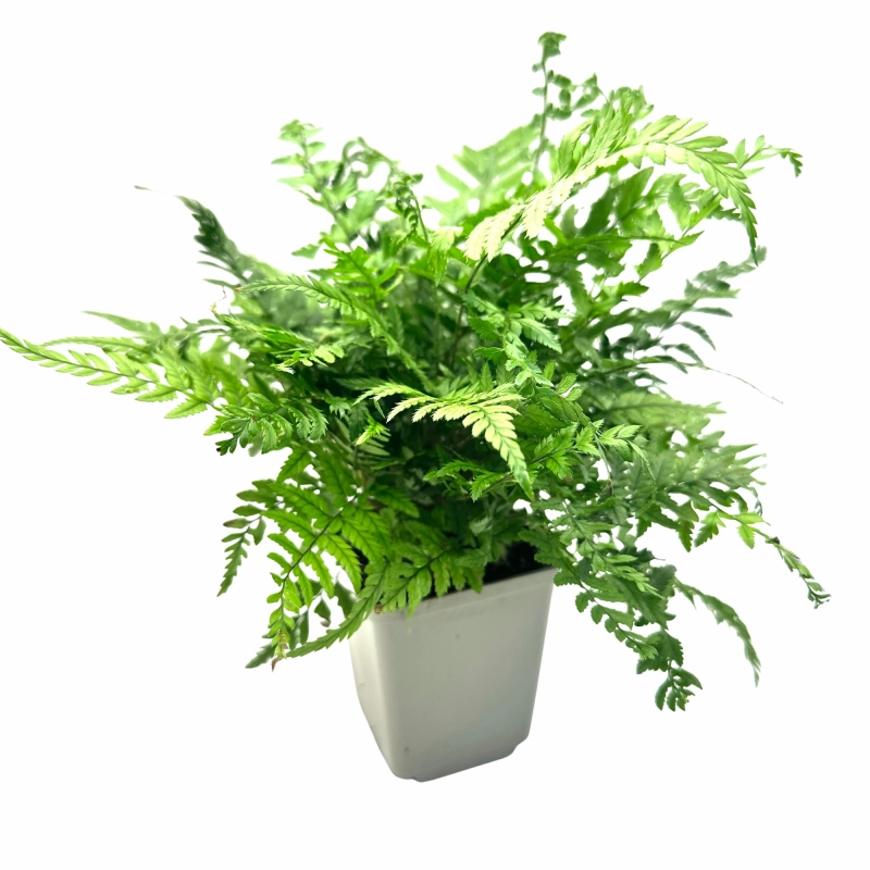 Athyrium paproć do terrarium.webp