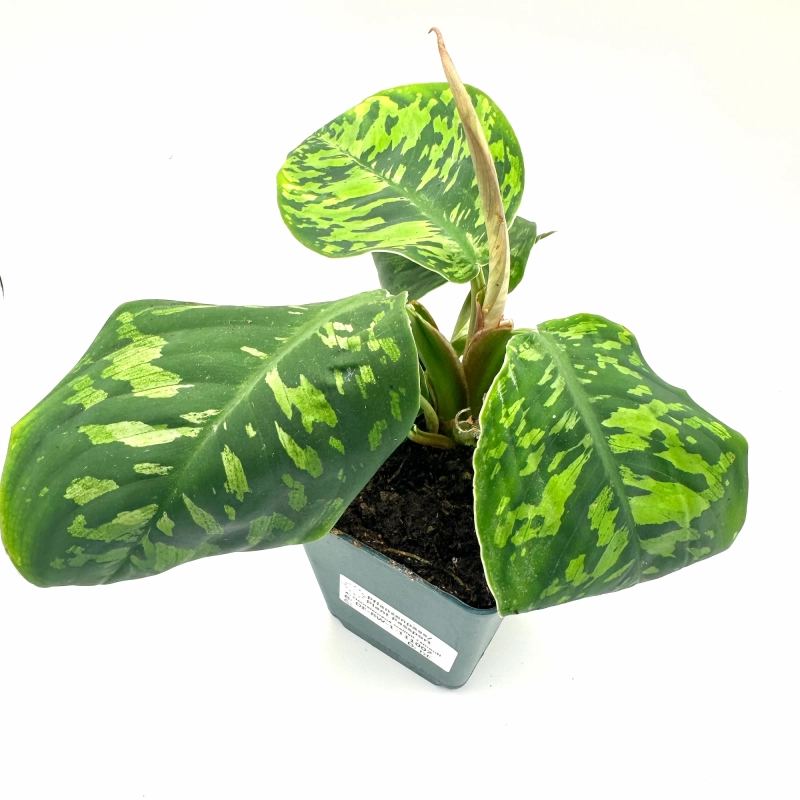 Homalomena do terrarium.webp