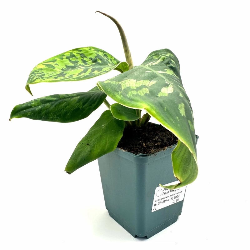 Homalomena.webp