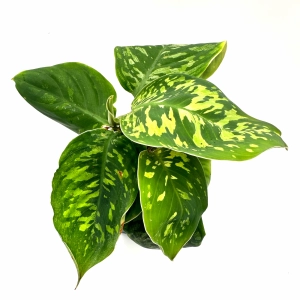 Homalomena wallisii 'camouflage' Czermiówka - Żywa Roślina do Terrarium