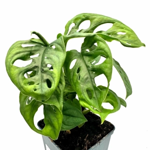 Monstera adansonii - Żywa Roślina do Terrarium