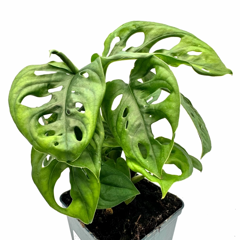 Monstera do terrarium.webp