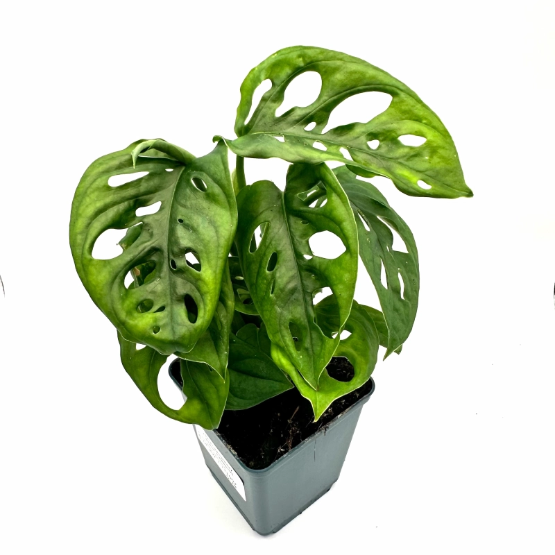 Roślina do terrarium monstera.webp