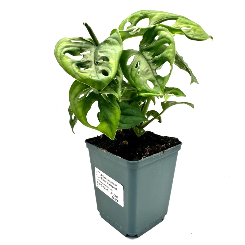 Monstera adansonii.webp