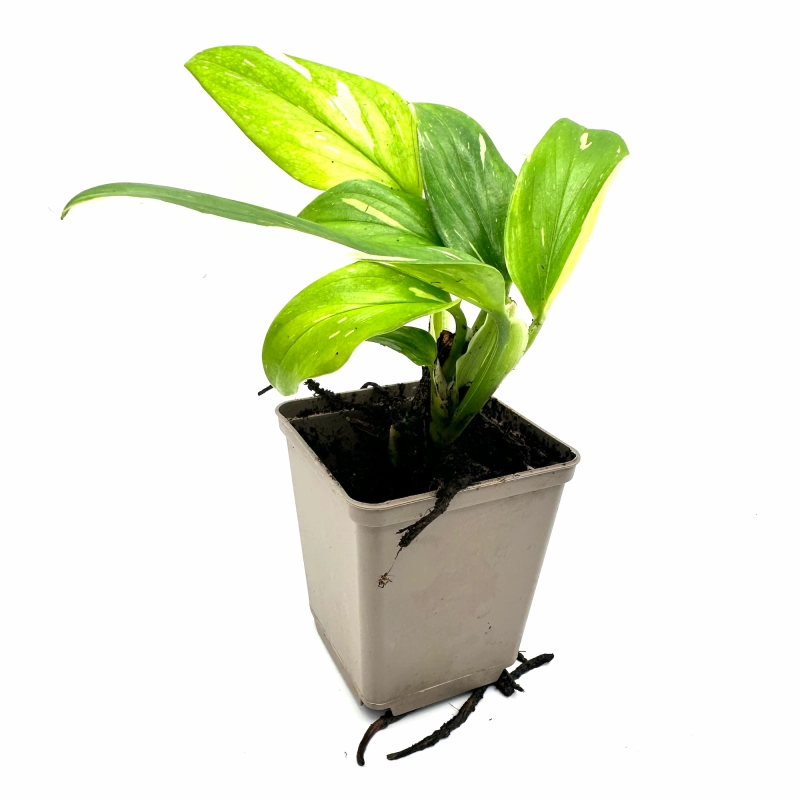 Monstera roślina.webp