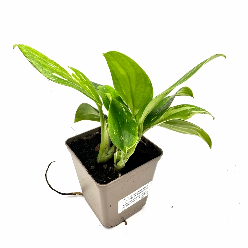 monstera do paludarium.webp