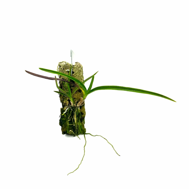 aerides flabellata.webp