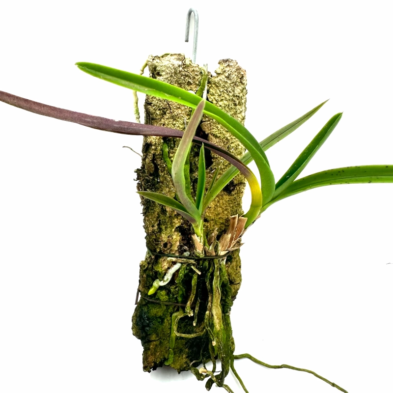 Storczyk botaniczny do terrarium.webp