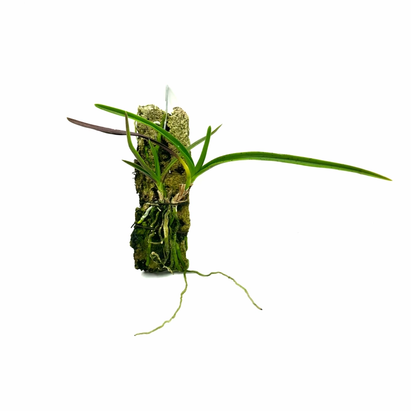 storczyk do terrarium.webp