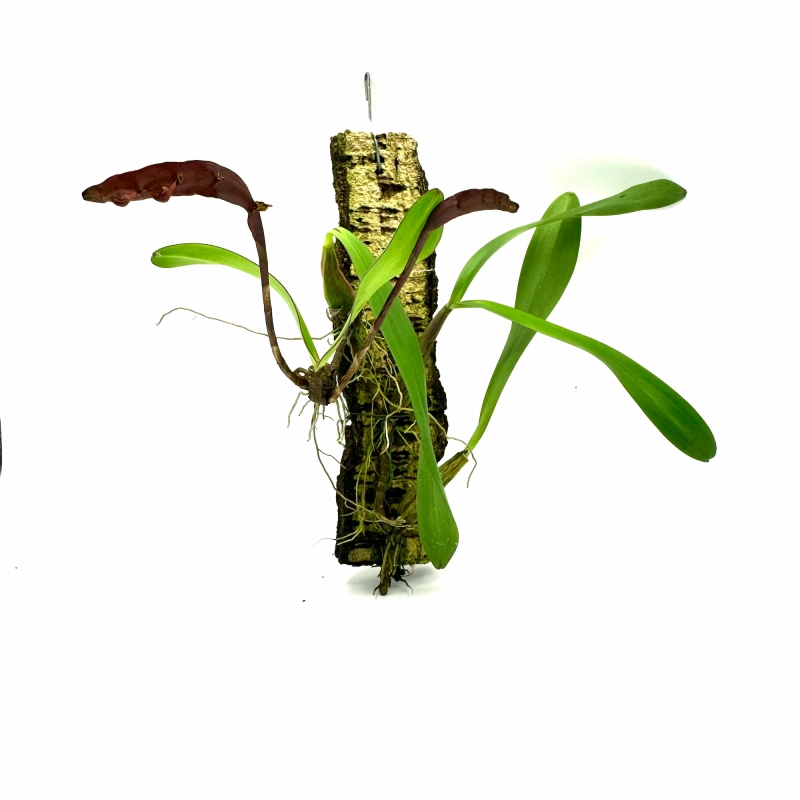 Bulbophyllum falcatum.webp