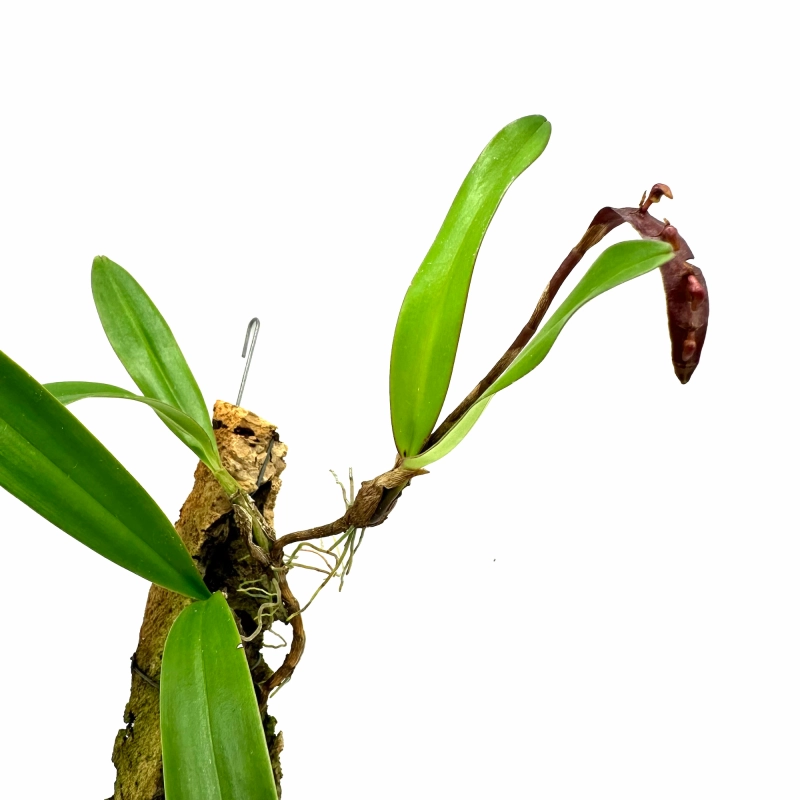 ładny storczyk do paludarium.webp