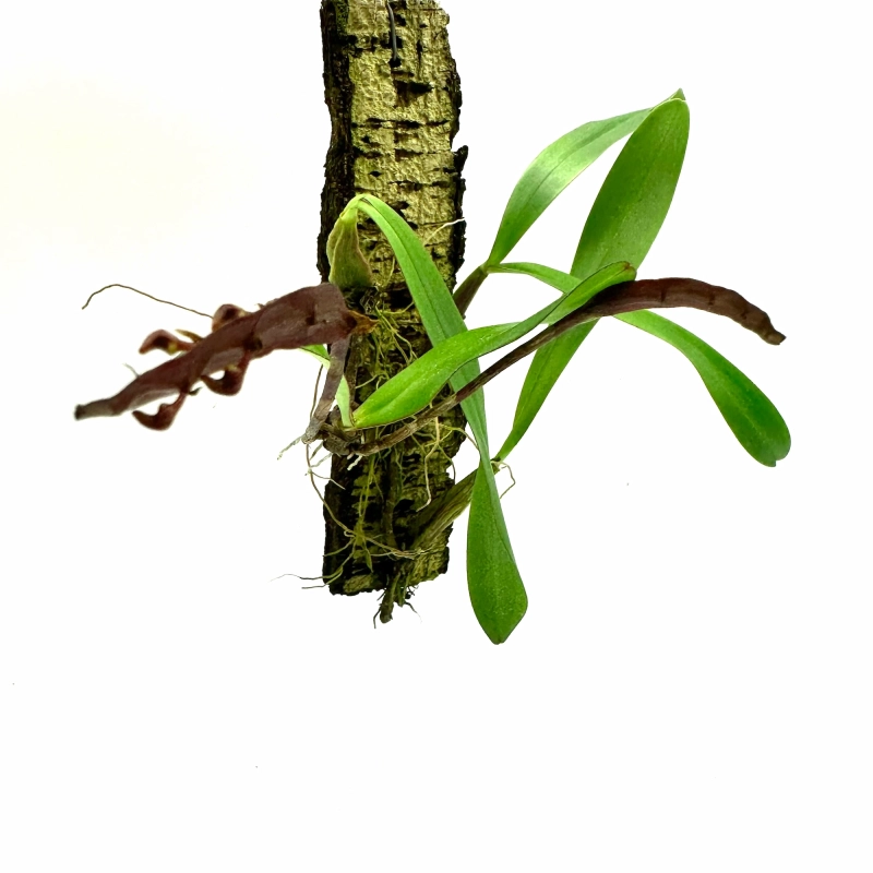 storczyk bulbophyllum.webp
