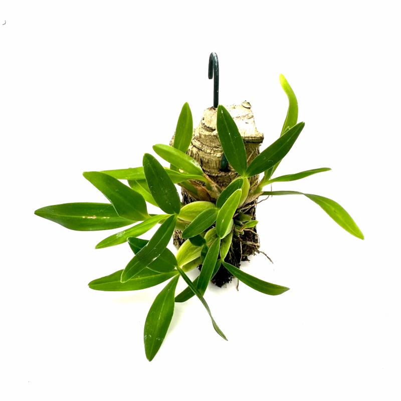Bulbophyllum falcatum bufo.webp